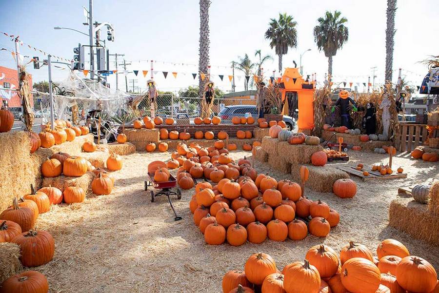 pacific-beach-pumpkin-patch-san-diego